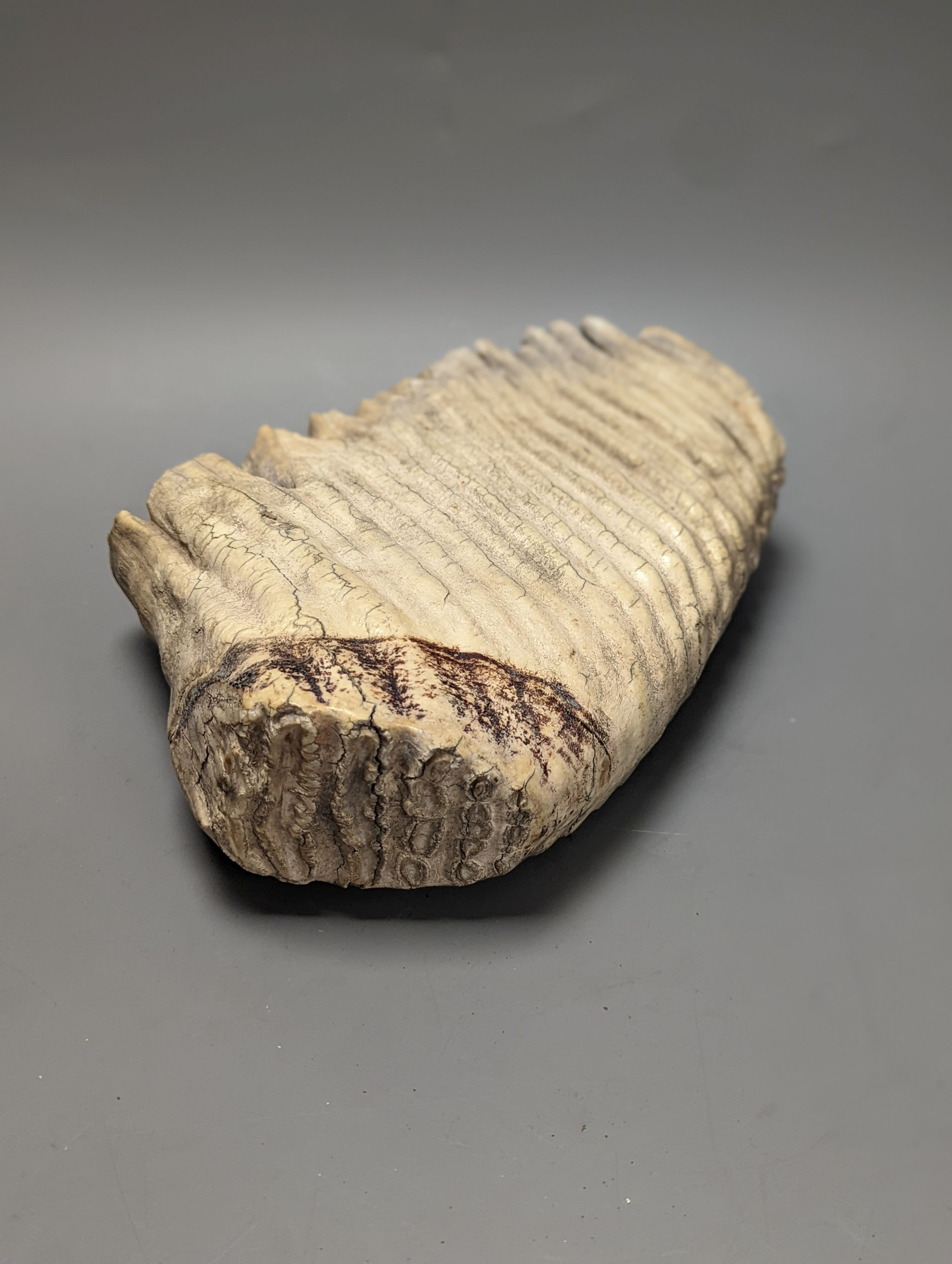 A large semi fossilised woolly mammoth tooth, 31 cm